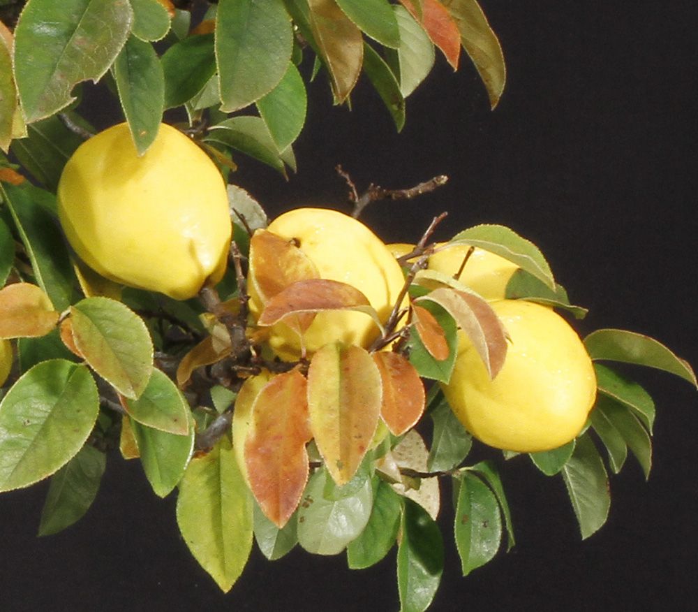 Beautiful museum quality bonsai trees for sale!
